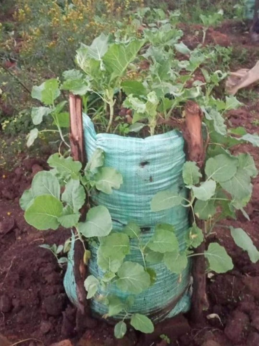 Rack-shade-garden with crops