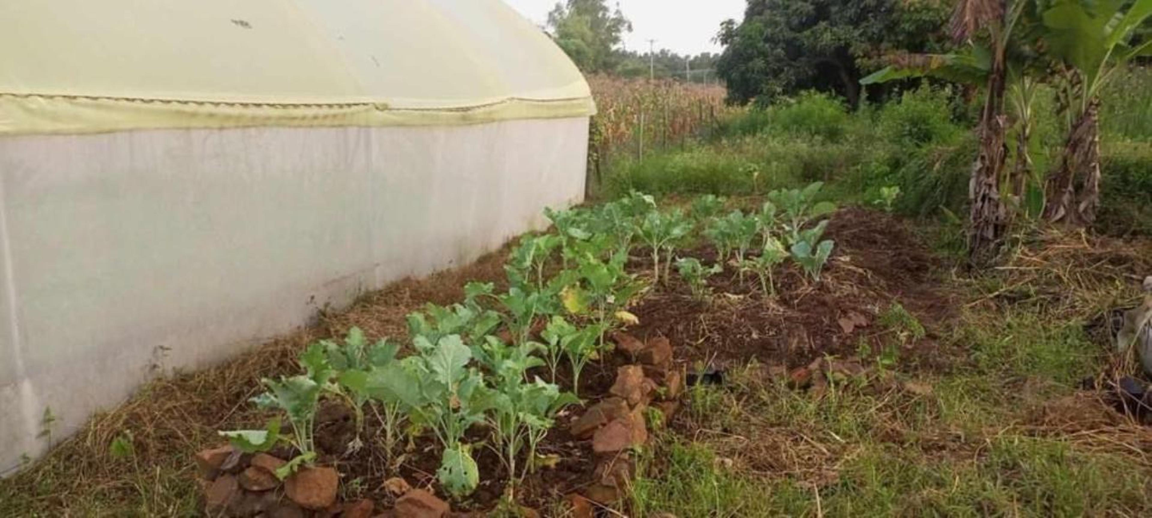 Poly tunnel